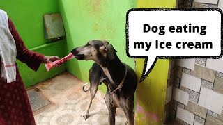 dog eating my ice cream| #dog #dogs #icecream #funnydogs #therott #doglover #chippiparai #kanni