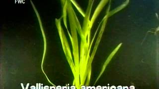 How to identify Tape grass Vallisneria americana