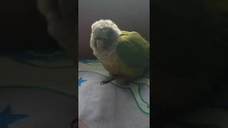 my bird