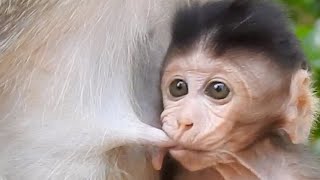 Adorable Simone drags milk for drink, The Best baby after get milk play by attractive around Mom