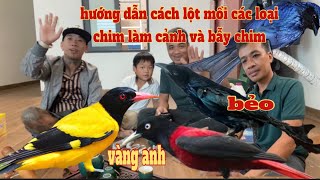 Hướng dẫn cách lột mồi tất cả các loại chim làm cảnh,mồi bẫy vàng anh,bẻo,quốc,cò NTN/độc lạ sầm sơn