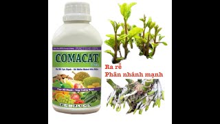 Phân Bón Comacat Thái Chai 500ml,Kích Thích Sinh Trưởng,Bật Rễ Mạnh, 0967 863 963