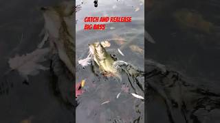 Catch and realease Big Bass #fishing #fish #bass #pike #monsterfish #howto #catchandrelease #shorts