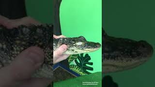 Wildlife Wonders at 1pm-  American Alligator 2020