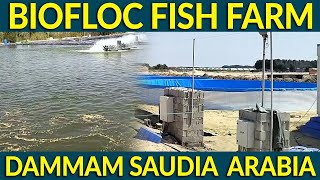 Big Biofloc Fish Farm and Pond Farming at Dammam Saudia Arabia by Assammak Farm