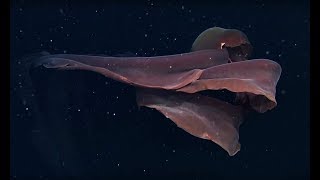 Top 10 Creepy Deep Sea Creatures Recently Discovered