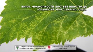 Вирус мраморности листьев винограда (Grapevine vein clearing virus)