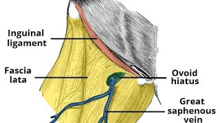 Lower Limb -1 || Fascia Lata || M.B.B.S 1st Year Anatomy