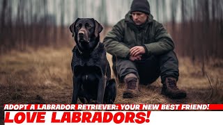 Adopt a Labrador Retriever  Your New Best Friend!