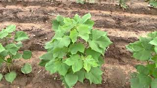 Space management in cotton crop || Gujarat