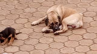 🟠🔵🟣🔴🟡🟢But why is this chap miserable? #dogshorts #boerboelbreeders