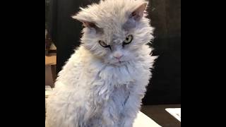 Angry looking cat. | LadDog