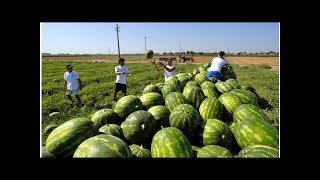 “Non trovo italiani per lavorare nella mia azienda agricola: per fortuna ci sono i marocchini”