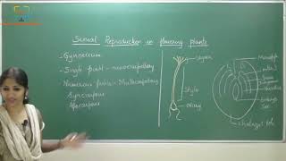 Class 12, Biology Chapter 2 - Sexual Reproduction in Plants, class 2