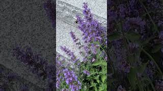 Why grow catmint?