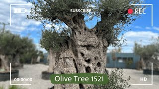 Αρχαία Ελιά σε γλάστρα 1521 - Φυτώρια Δέλτα (Nurseries Delta Trees)