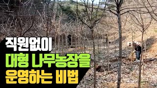 직원없이 대형농장을 운영하는 비법 | 나무대장🌳 나무농사의 모든것