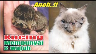 Aneh !! Anak Kucing Ini Mempunyai Dua Wajah