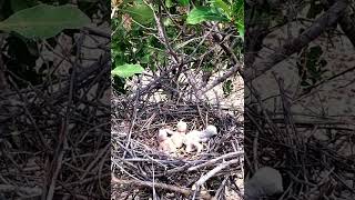 Baby Birds #nature #wildlife #birds  #babybird #shorts