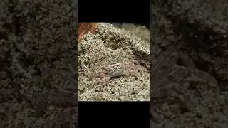 Have you seen a Sand Crab make a shelter? Watch this!