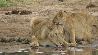 Never separate cubs from their mom | cubs showing love to mom | cute cubs!!