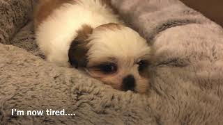 7 week old Shih Tzu | First day at home