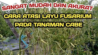 Q. PENGENDALIAN LAYU FUSARIUM DISAAT CABE BERBUAH LEBAT