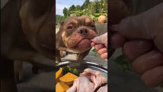 BEST DOG EATING FOOD #dogfood #dog #eating #tiktok #douyin #shorts