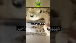 مستنقع الضفدع 🐸