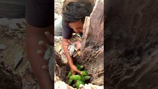 Many beautiful Bird met while finding fruit in forest