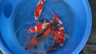 HQ douitsu mix Shinoda koi farm Japan handled @Heeschkoi5384