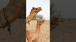 Camels at Desert 🏜  #shorts  #shortvideo  #youtubeshorts