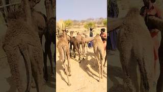 Many camel Babys #viral #animals #style #short