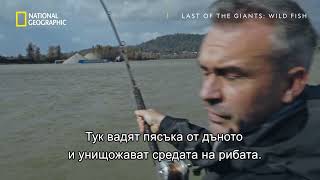 откъс 1 | Последните гиганти: Диви риби | National Geographic Bulgaria