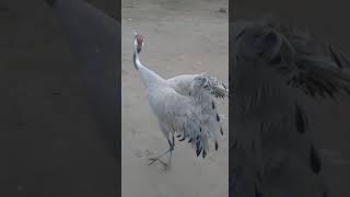 konj ki awaz | crane bird voice #migratorybirds