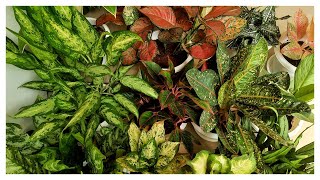 Aglaonema Varieties #Shorts