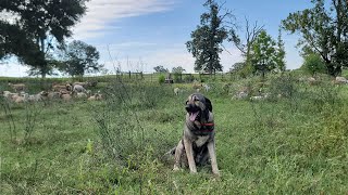 Parasite Proof Sheep East Texas | Breeding Season At Counter Culture