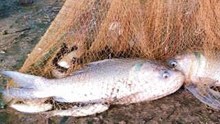 Best Cast Net Video | Traditional Cast Net Fishing In Village Pond | Fishing Method