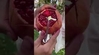 PROPER WAY TO CUT POMEGRENATE!!🤯🔥💯 #Organic #pomegrante #Cuttingskills #Asmr #OrganicFarming #shorts