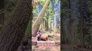 Unbelievable Giant Tree Saw - Cutting Down Trees Like a Boss! #woodworking #chainsaw #shorts