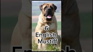 top 10 Biggest dog breeds 2024#dog #breed #viral #shortsviral #shorts