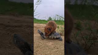 Cute dog with Turtles #cuteanimals #bunnies #rabbit #adorable #catvideos #cutepets