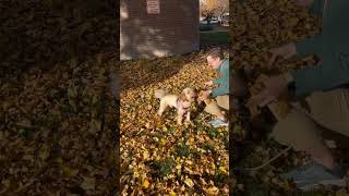 Monty Mini Golden Doddle loves the leaves Fall Fun Puppy Life #doinglittle