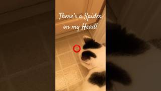 A Cat’s Guide to Domestic Living: How to get rid of Spiders 🕷️ in the Basement… #cat #spider #sctv