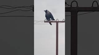 #crow #sounds