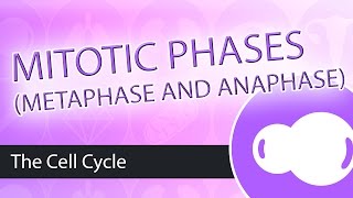 Steps of Mitosis- Metaphase and Anaphase