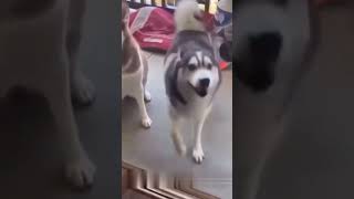 Happy Husky