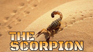 THE SCORPION /SKILLS/FACTS/ATTACKS/VARIOUS/SCIENTIFIC CLASSIFICATION