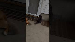 Idk #shortvideo #dog #dogchallenge #funnyanimal #cat #viralchallenge #funnypet #challenge #cute