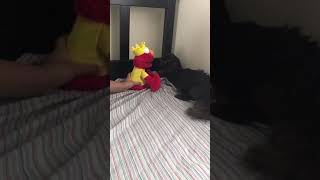 elmo’s world cat #Shorts